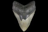 Giant, Fossil Megalodon Tooth - North Carolina #109761-2